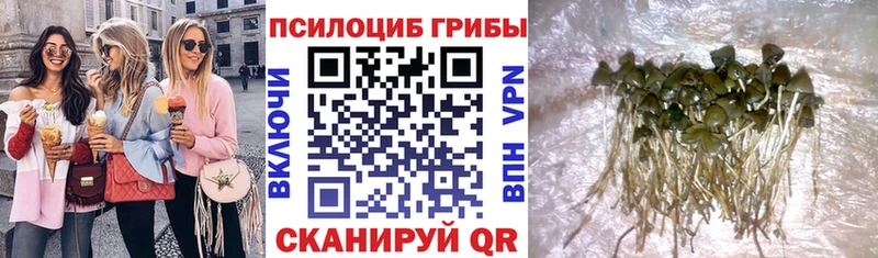 Купить где  Советск  Псилоцибиновые грибы Psilocybe 
